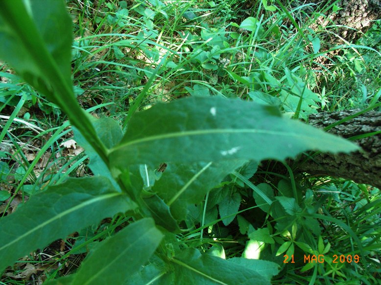 Klasea flavescens subsp. cichoracea (=Serratula cichoracea)/ Cerretta spinulosa